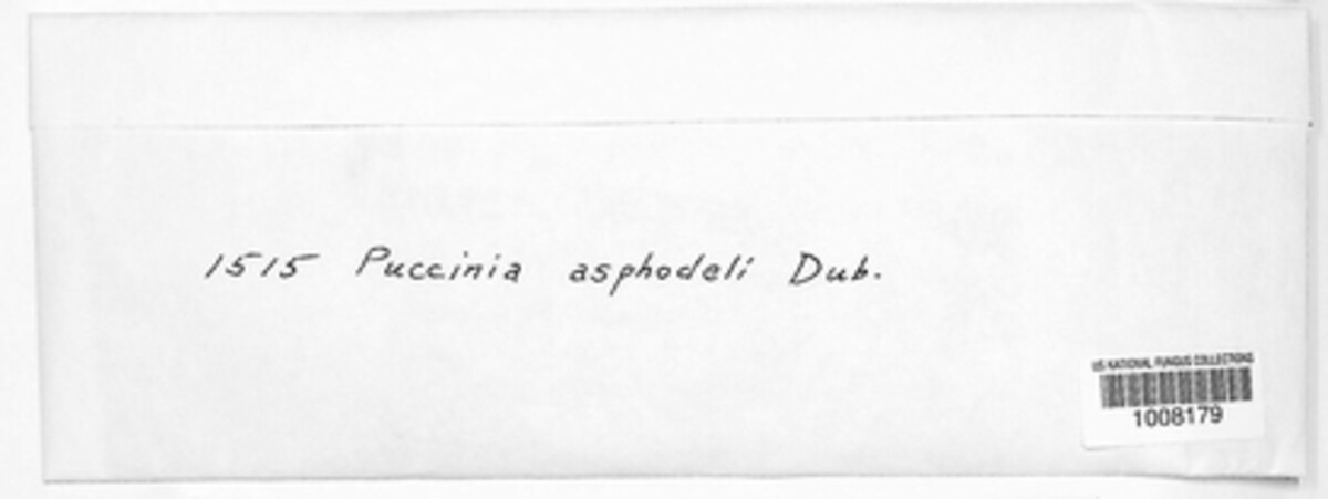 Puccinia asphodeli image
